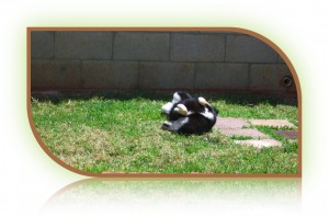 Tazzie roll The rarely seen roll over.