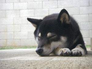 A well earned nap at the end of a long day.