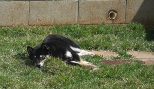 Sundog Sunbathing